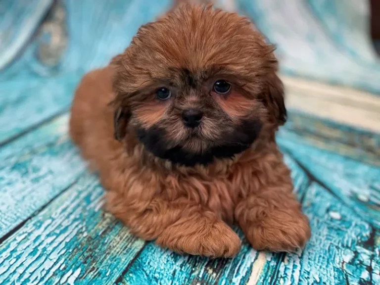 Shihpoo: The Complete Guide