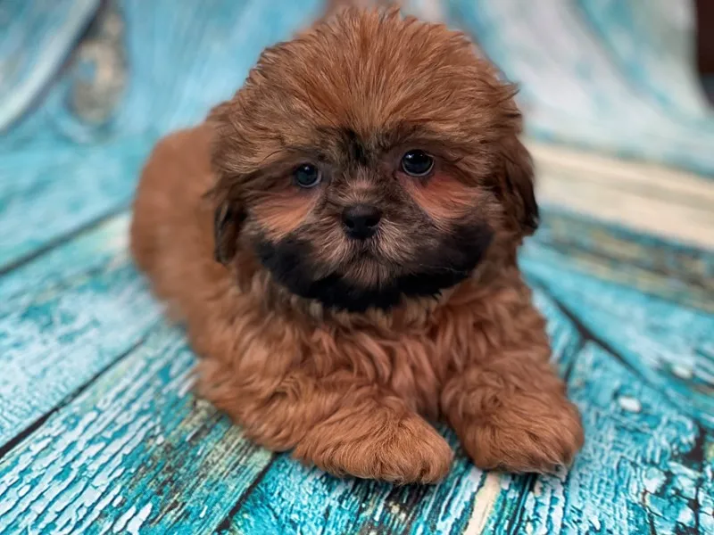 Shihpoo: The Complete Guide