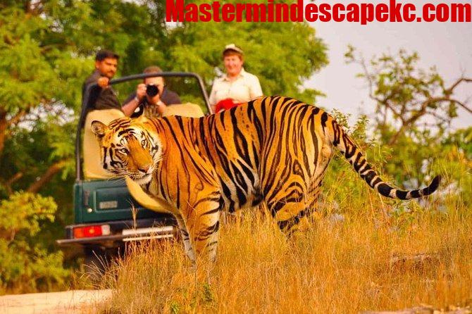 Luxury Golden Triangle Tour with Ranthambore: Travel in Style