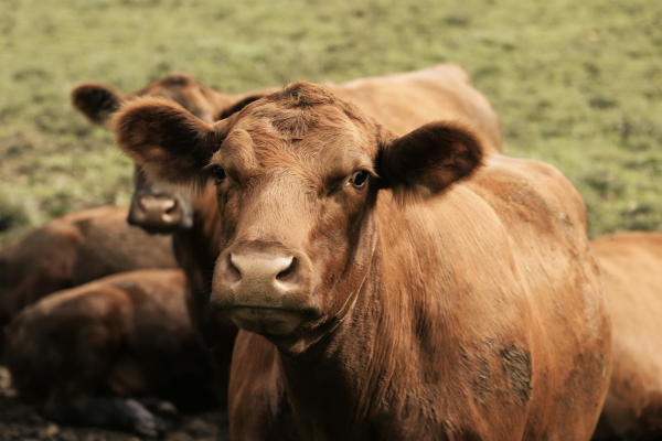 Are Joint Supplements Important for Show Livestock?