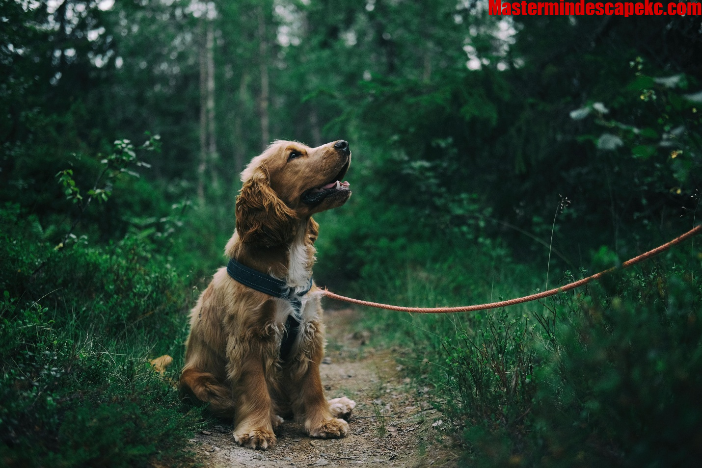 Why Regular Dog Grooming Is Essential for Your Dog’s Health